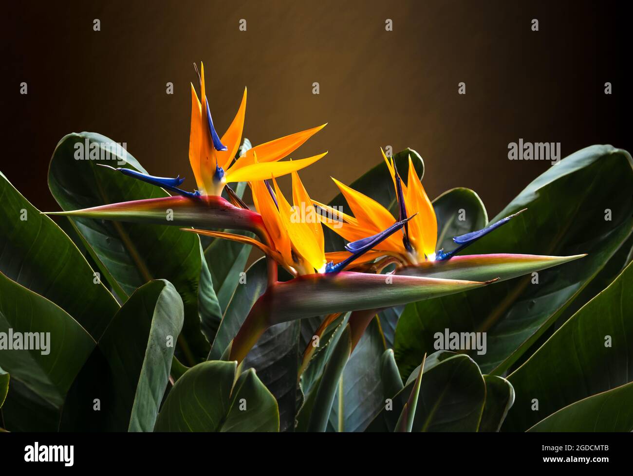 magnifique oiseau de paradis plante portrait encore la vie rétroéclairé contre un fond de mur brun Banque D'Images
