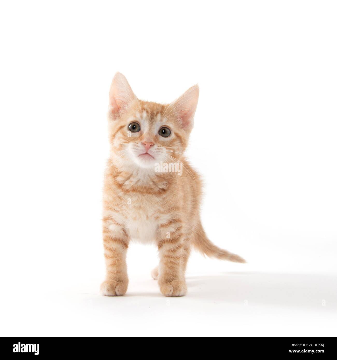 Joli petit chaton jaune isolé sur fond blanc Banque D'Images