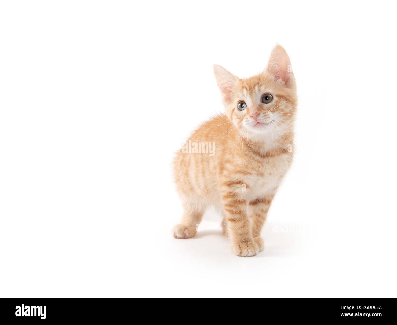 Joli petit chaton jaune isolé sur fond blanc Banque D'Images