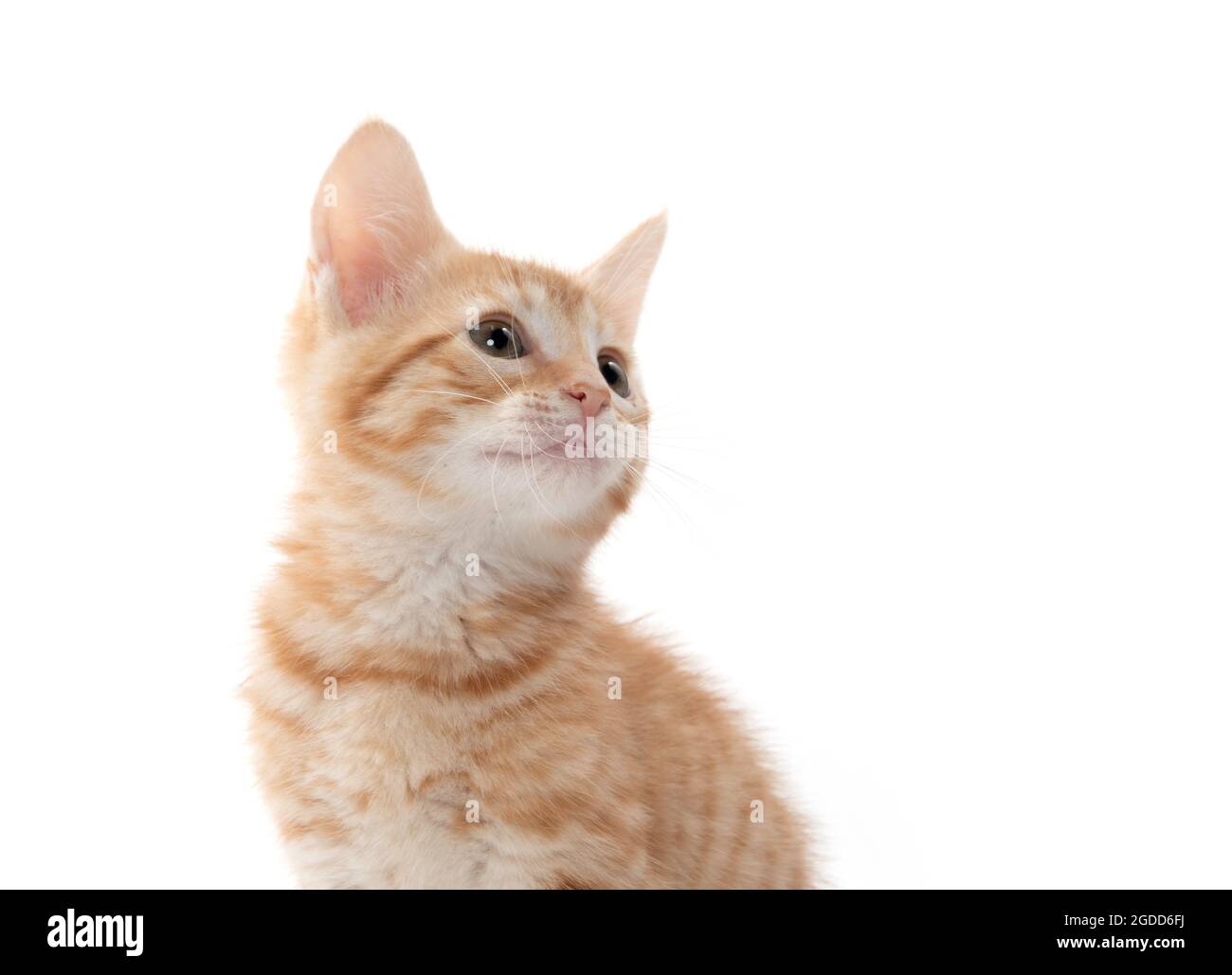 Joli petit chaton jaune isolé sur fond blanc Banque D'Images