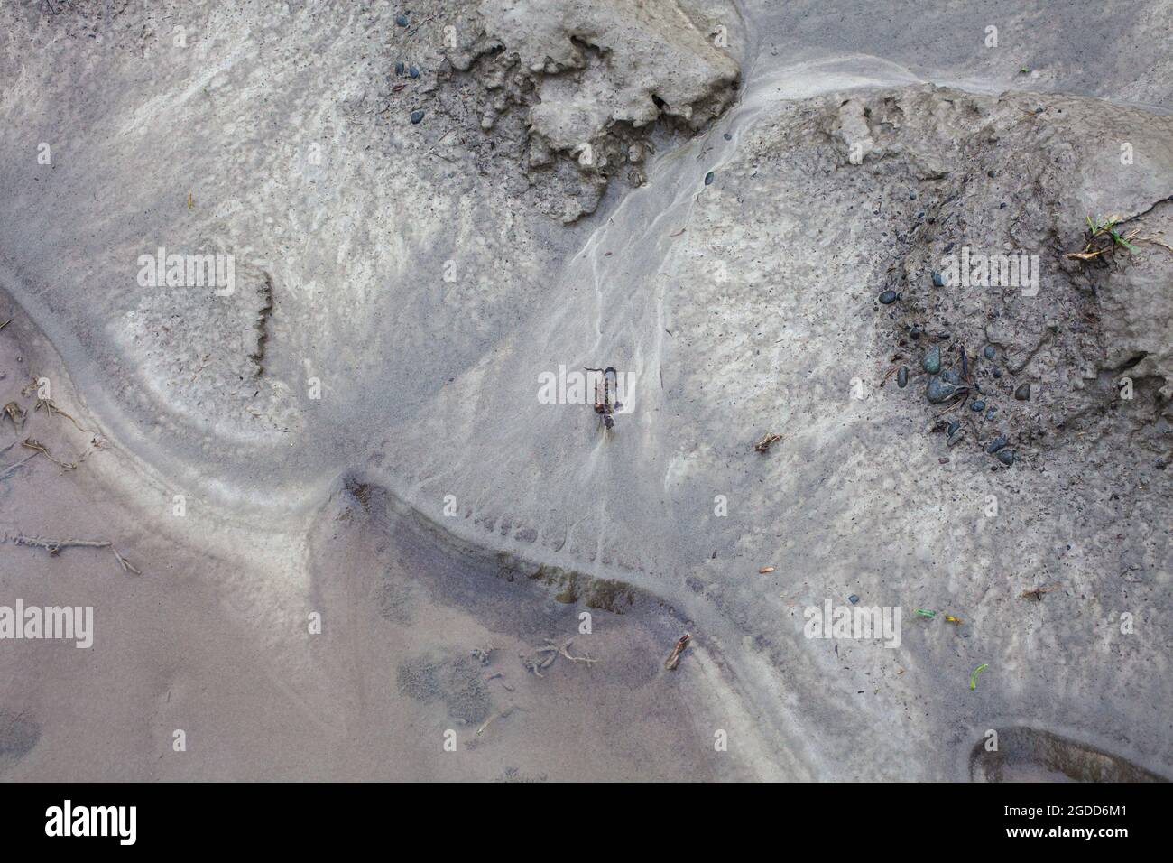 Caractéristiques géographiques à micro-échelle dans le limon après une inondation de rivière. Le paysage ressemble à des images satellites, avec des canyons, des vallées fluviales, des deltas, des gorges. Banque D'Images