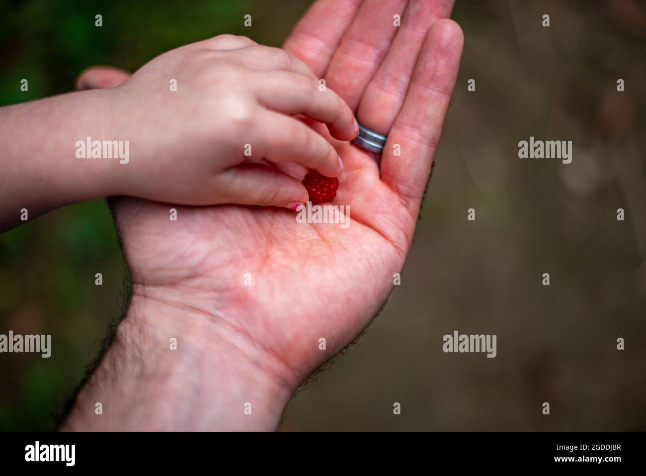 Le père partage la framboise sauvage avec l'enfant Banque D'Images