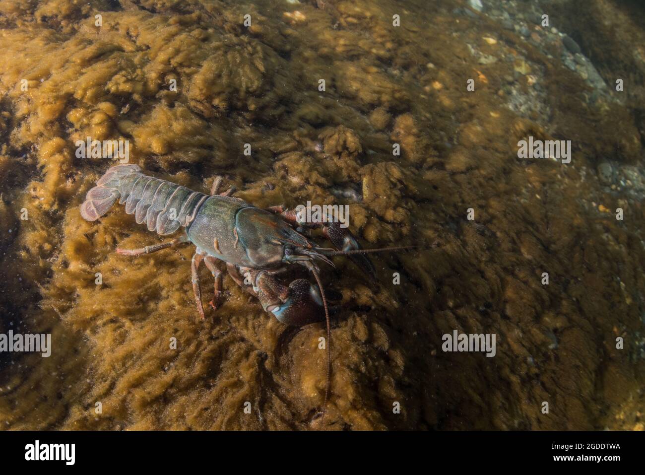 L'écrevisse signal (Pacifastacus leniusculus) sous l'eau d'une rivière, une espèce envahissante en Californie et dans une grande partie de l'Europe. Banque D'Images