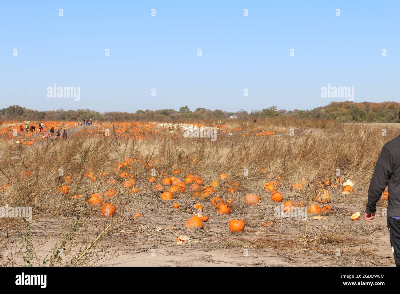 Potiron à l'automne Banque D'Images