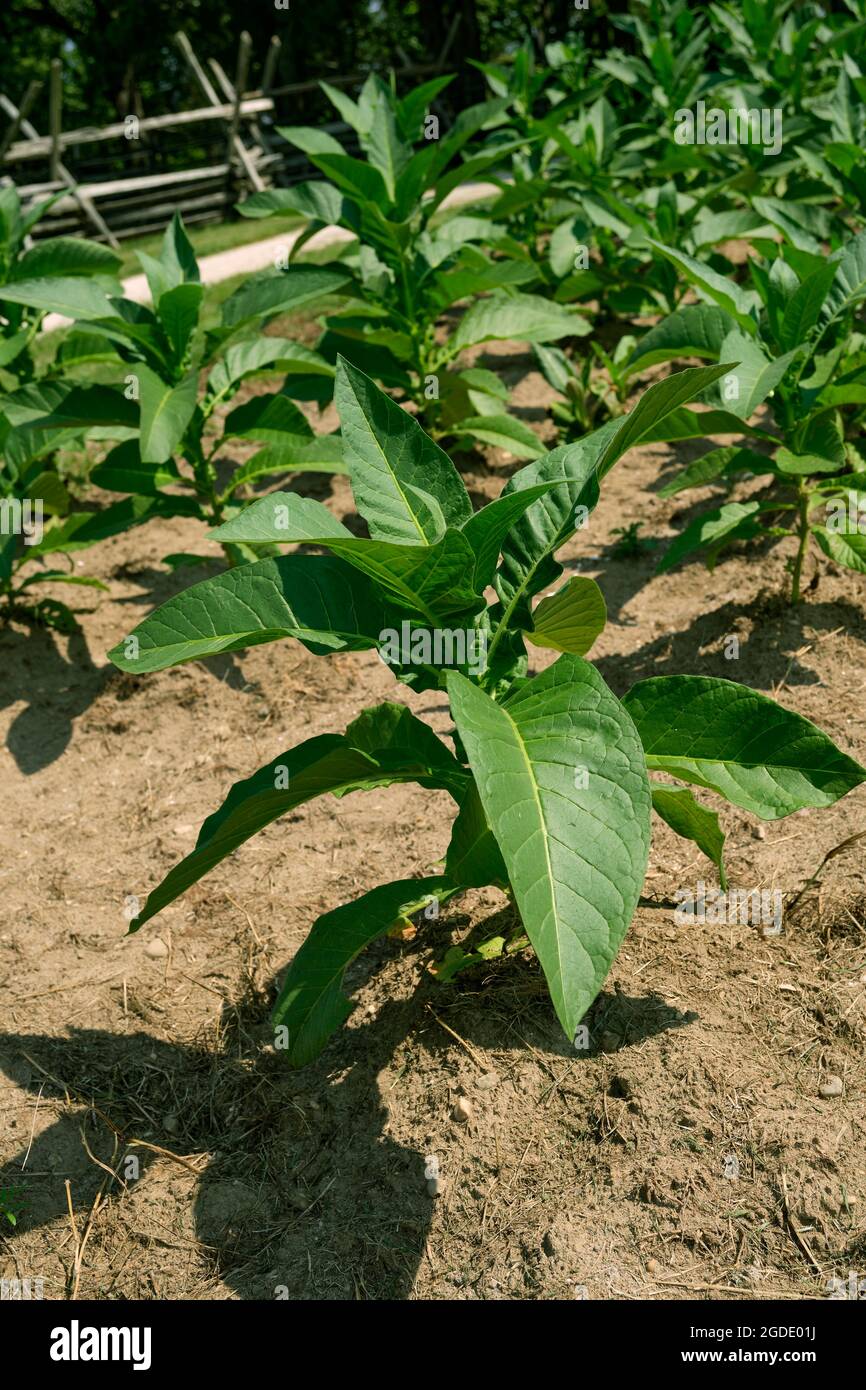 Les plants de tabac deviennent verts et non guéris dans une petite zone au monument national George Washington Birthplace dans le comté de Westmoreland, Virginie États-Unis. Banque D'Images