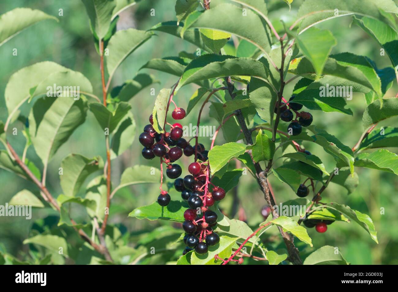 Prunus serotina, baies sauvages de cerises noires sur la branche de gros plan foyer sélectif Banque D'Images