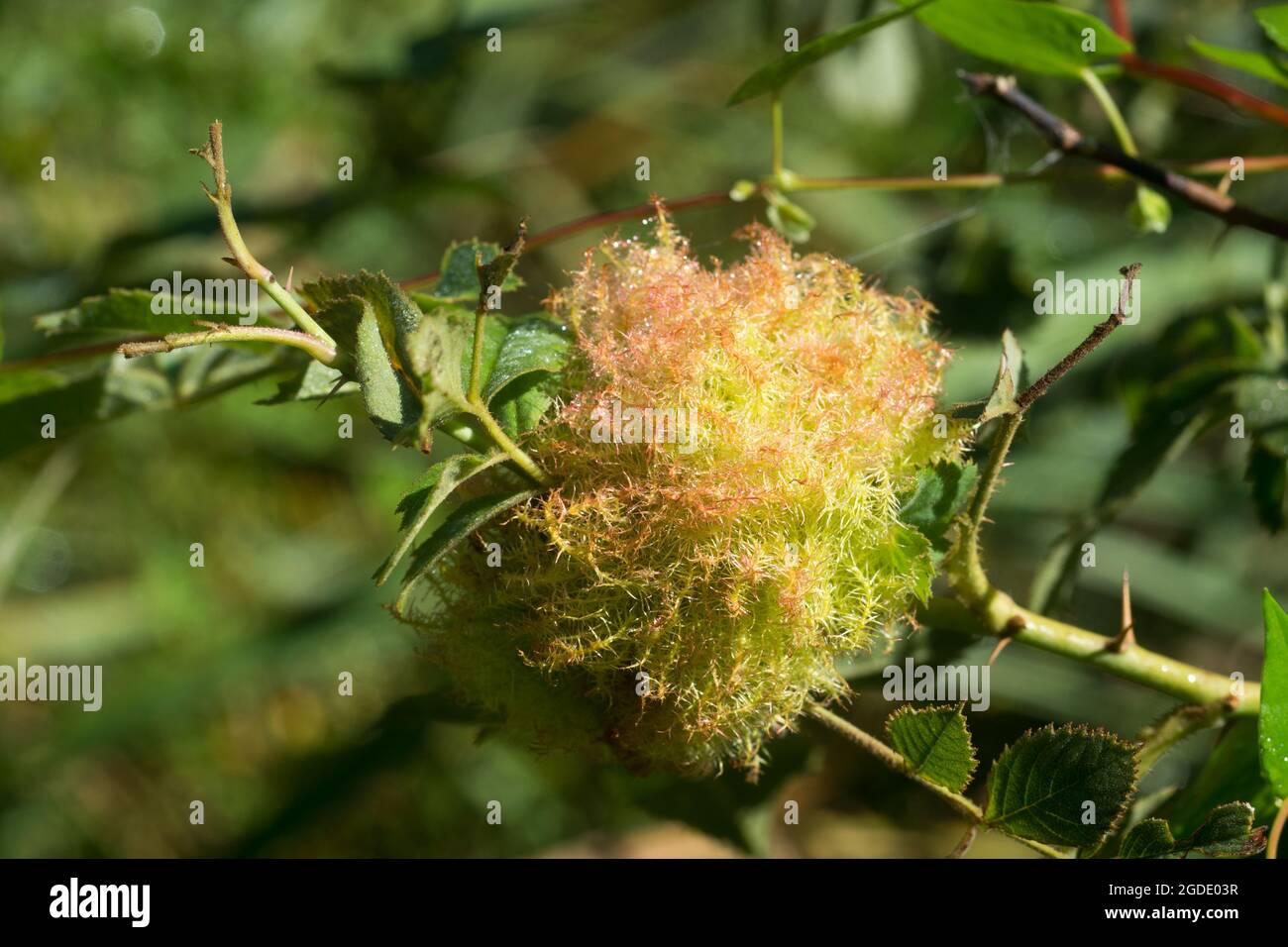 Diplolepis rosae, rose bedeguar Galle on twigg gros plan foyer sélectif Banque D'Images