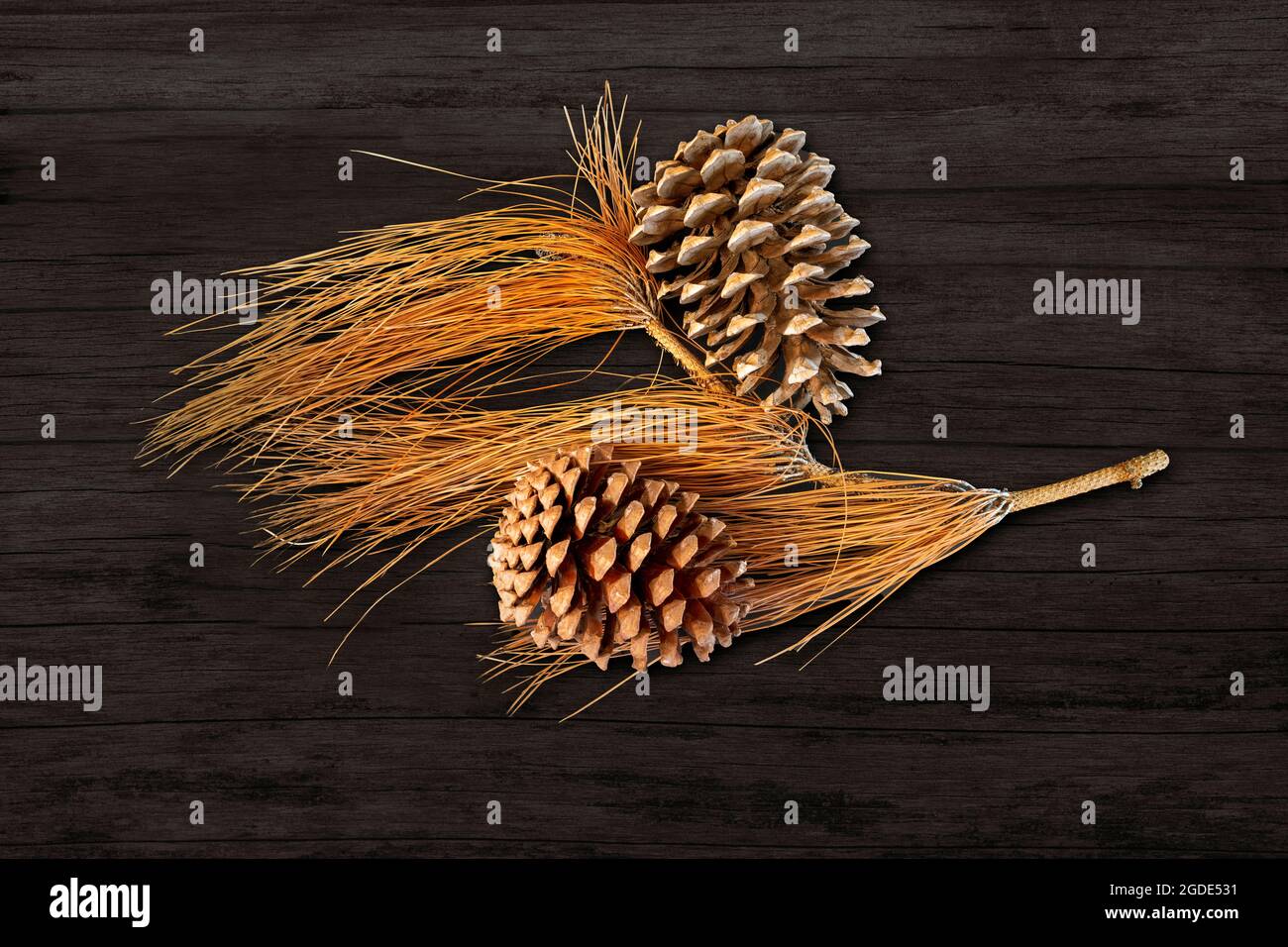 Cônes de pin de sapin et une branche d'aiguilles de pin séchées sur fond de bois sombre. Banque D'Images