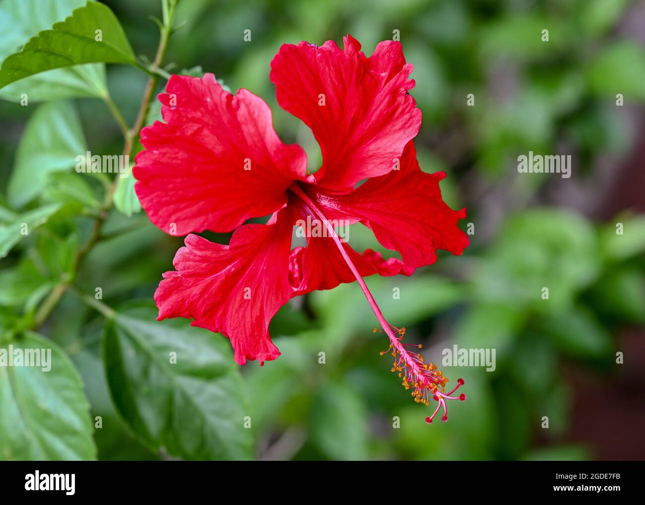 Fleur D Hibiscus Rouge Symbole De La Malaisie Photo Stock Alamy