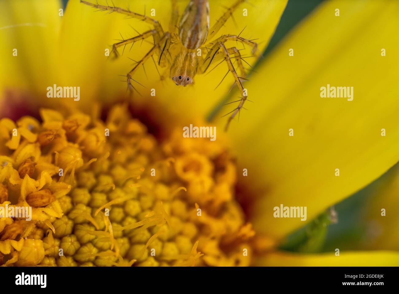 Gros plan d'une fleur et d'une araignée Banque D'Images