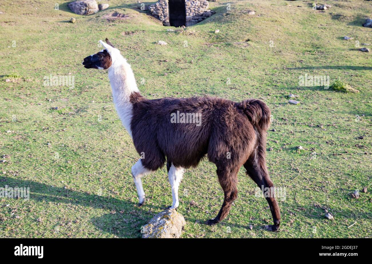 Un Llama ou un Alpaca dans un champ à Greeb Farm, Land's End, Cornwall Banque D'Images