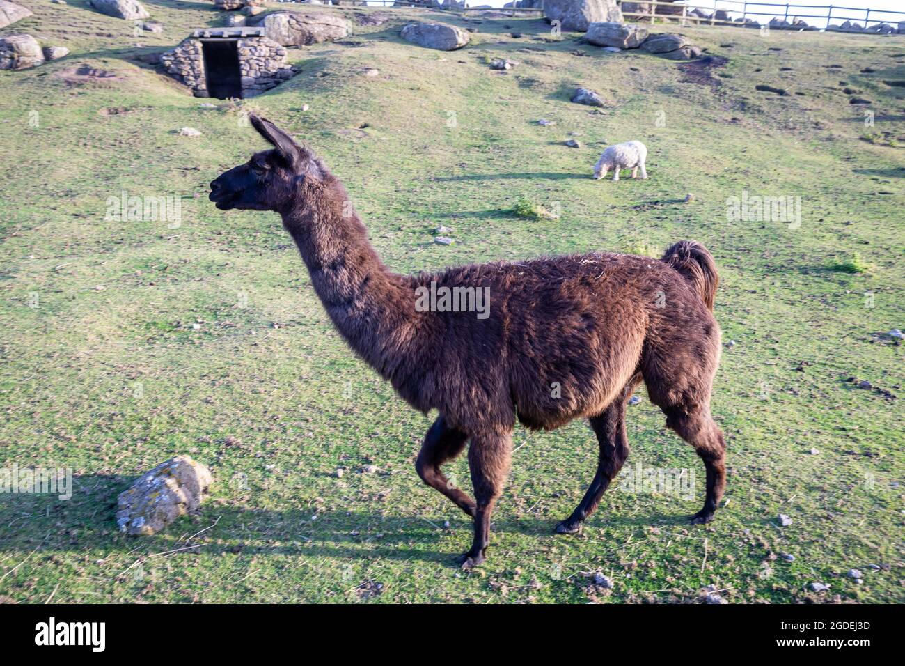 Un Llama ou un Alpaca dans un champ à Greeb Farm, Land's End, Cornwall Banque D'Images