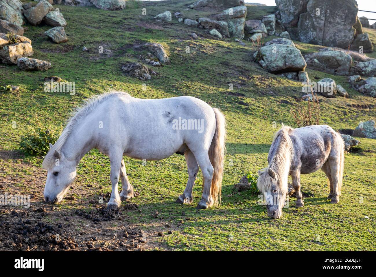 Un grand cheval blanc et une petite poney dans un champ à Greeb Farm, Land's End, Cornwall Banque D'Images