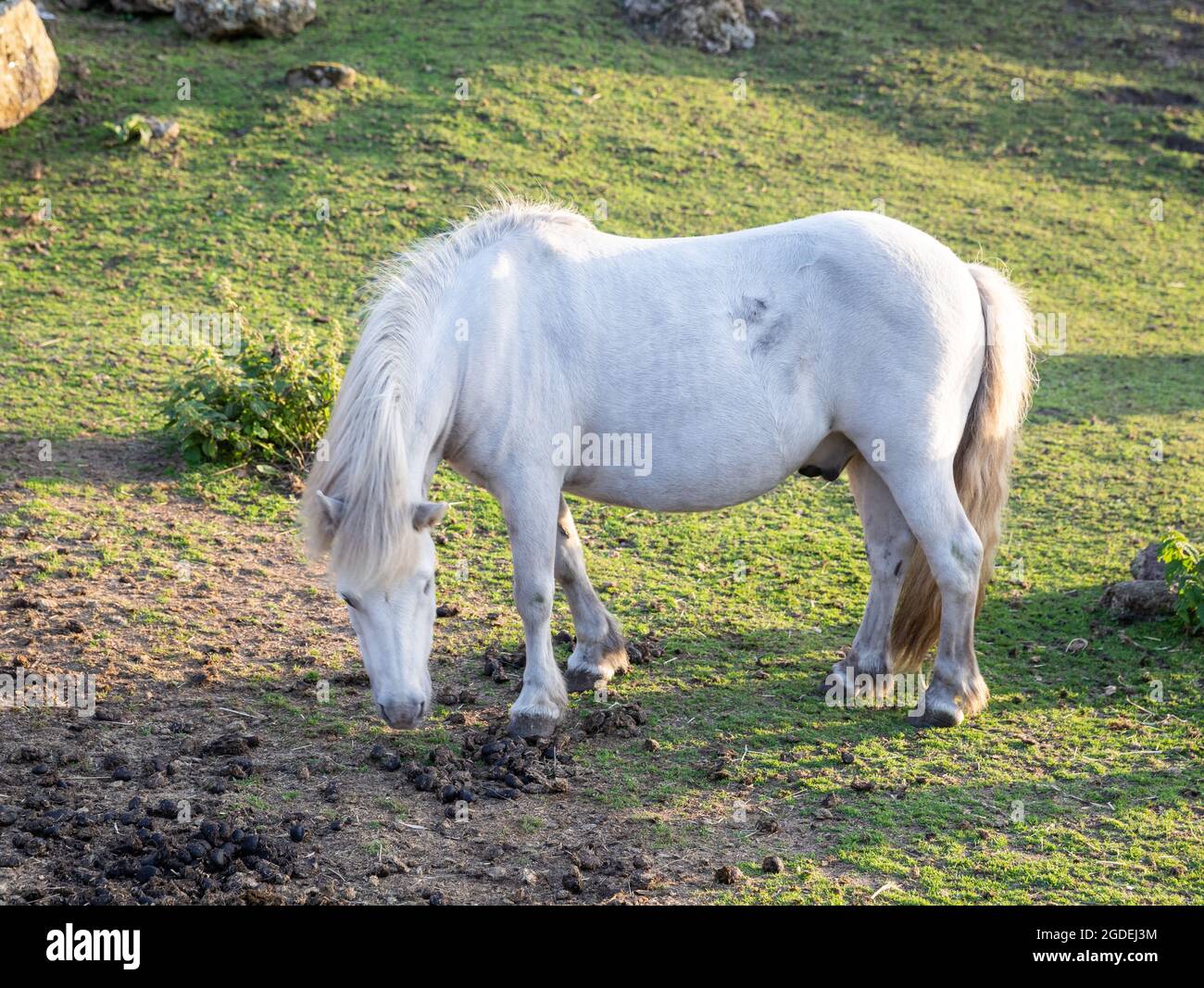 Cheval blanc dans un champ à Greeb Farm, Land's End, Cornwall Banque D'Images