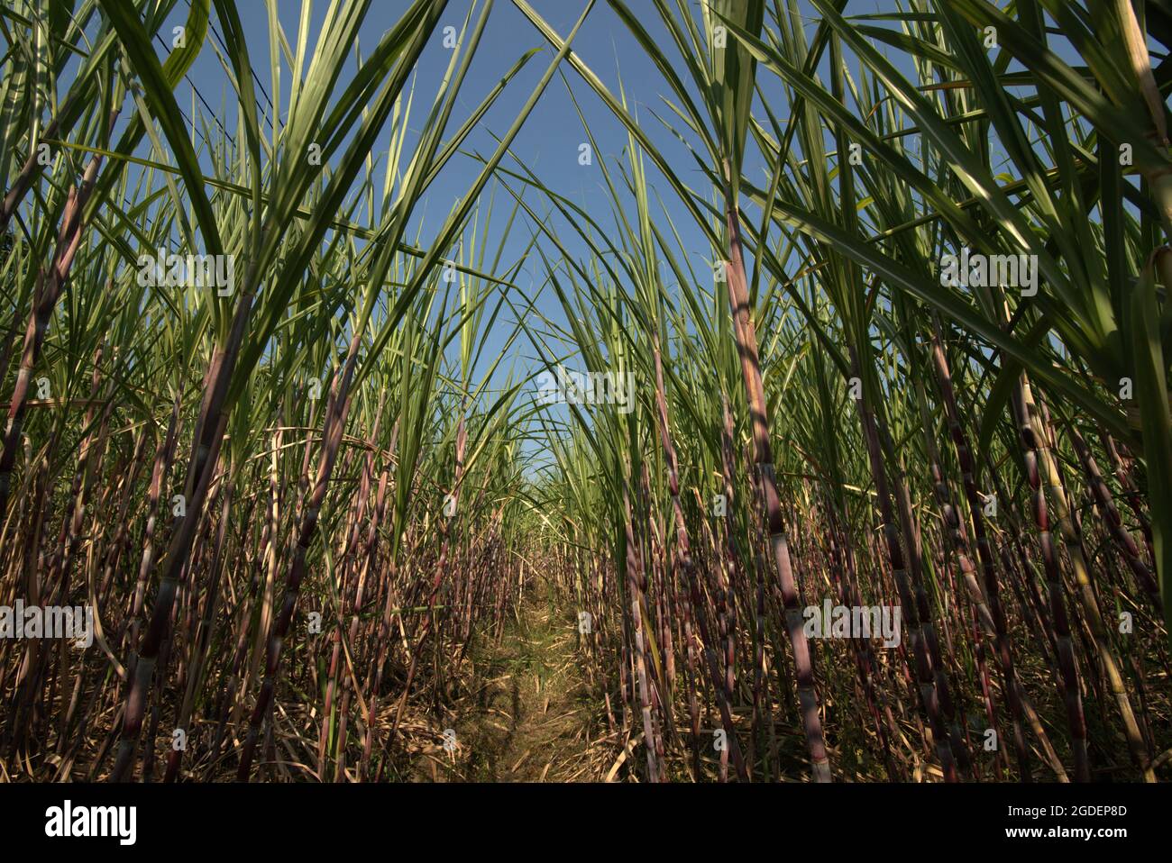 Usine de canne à sucre dans une plantation de bord de route à Karanganyar, Java central, Indonésie. Banque D'Images