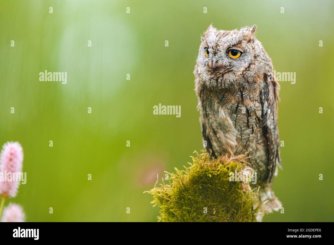 Une très rare OUS Scops Owl (Otus Scrops) assise sur un tronc d'arbre dans un pré à fleurs. Portrait en gros plan. Magnifique bokeh vert, faible profondeur de Banque D'Images