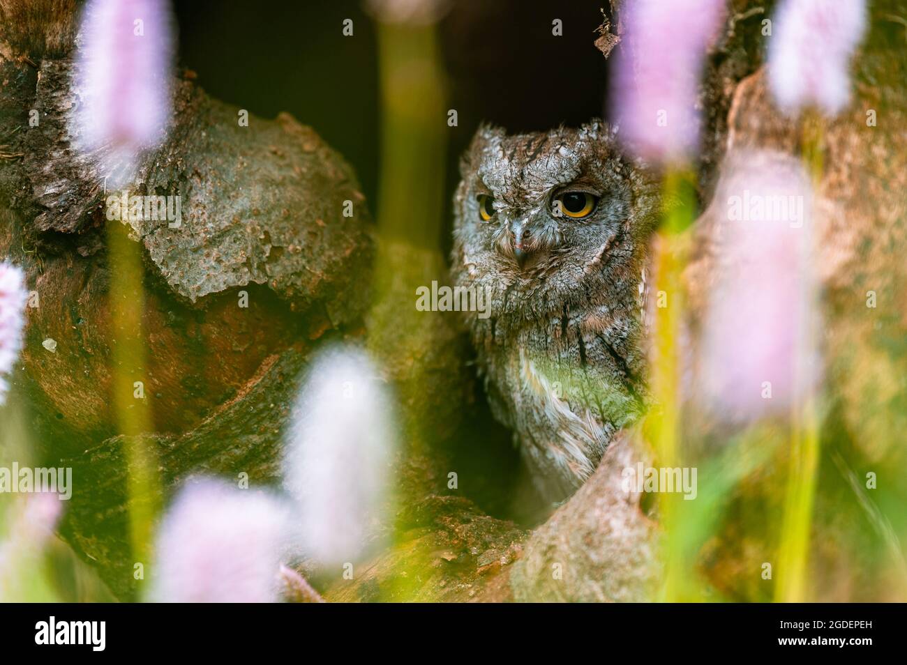 Une très rare OUS Scops Owl (Otus Scops) regardant hors d'un trou dans un tronc d'arbre. Autour d'une prairie en fleurs, magnifique bokeh coloré. Banque D'Images