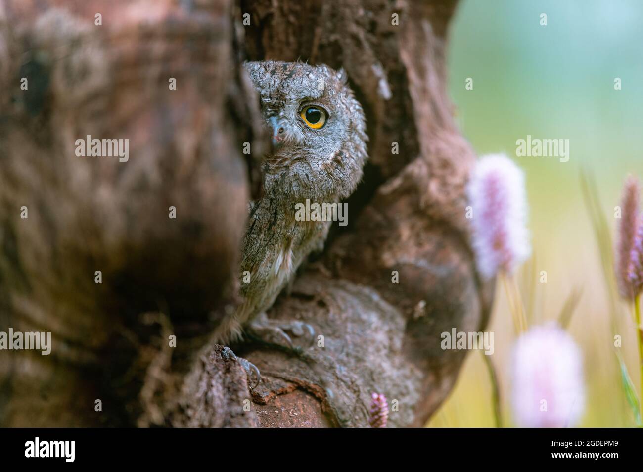 Une très rare OUS Scops Owl (Otus Scops) regardant hors d'un trou dans un tronc d'arbre. Autour d'une prairie en fleurs, magnifique bokeh coloré. Banque D'Images