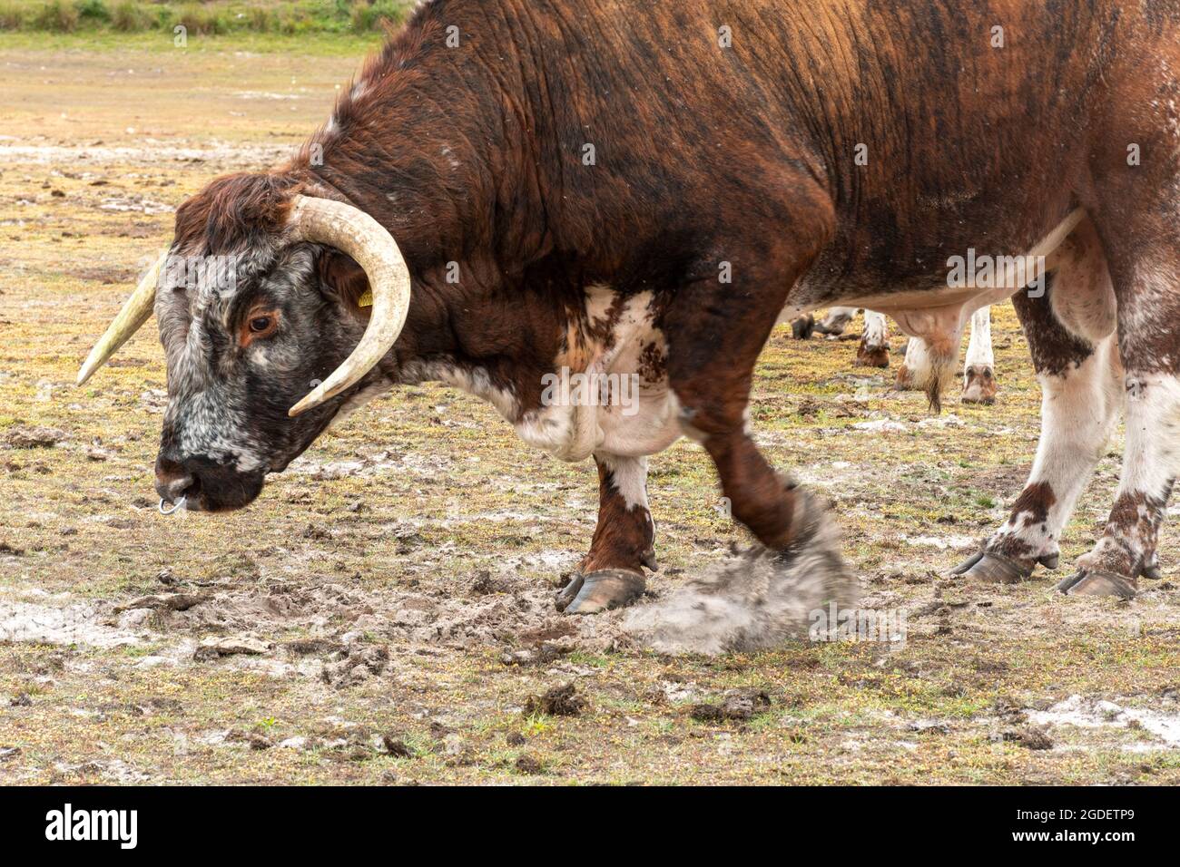 Le vieux taureau Longhorn anglais montre un comportement agressif en pageant le sol avec son sabot, Angleterre, Royaume-Uni Banque D'Images