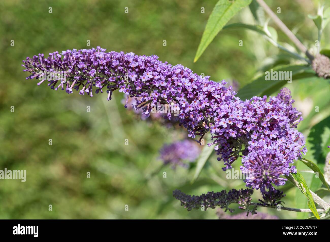 Buddleja davidi Greenways River Dart (variété de la Buddleia), connue sous le nom de buisson de papillon, en fleur pendant août ou été, Royaume-Uni Banque D'Images