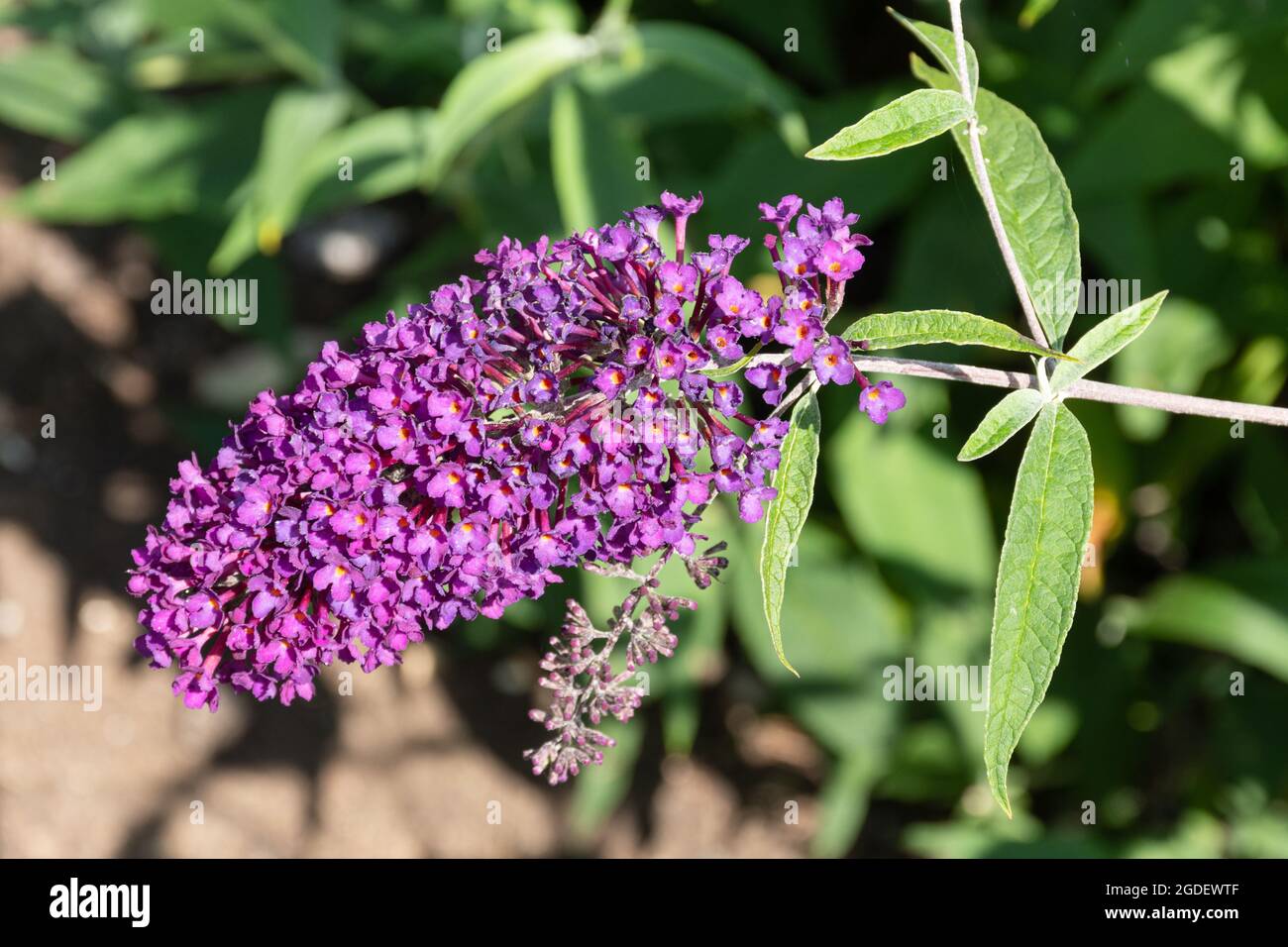 Buddleja davidi Nanho Purple (variété de la Budddleia), connu sous le nom de buisson de papillon, en fleur pendant août ou été, Royaume-Uni Banque D'Images