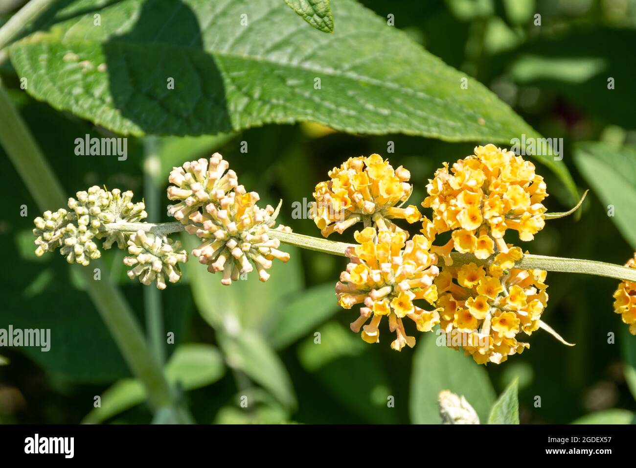 Buddleja x weyeriana Sungold (variété de la Buddleia), connu sous le nom de buisson de papillon, en fleur pendant août ou été, Royaume-Uni Banque D'Images