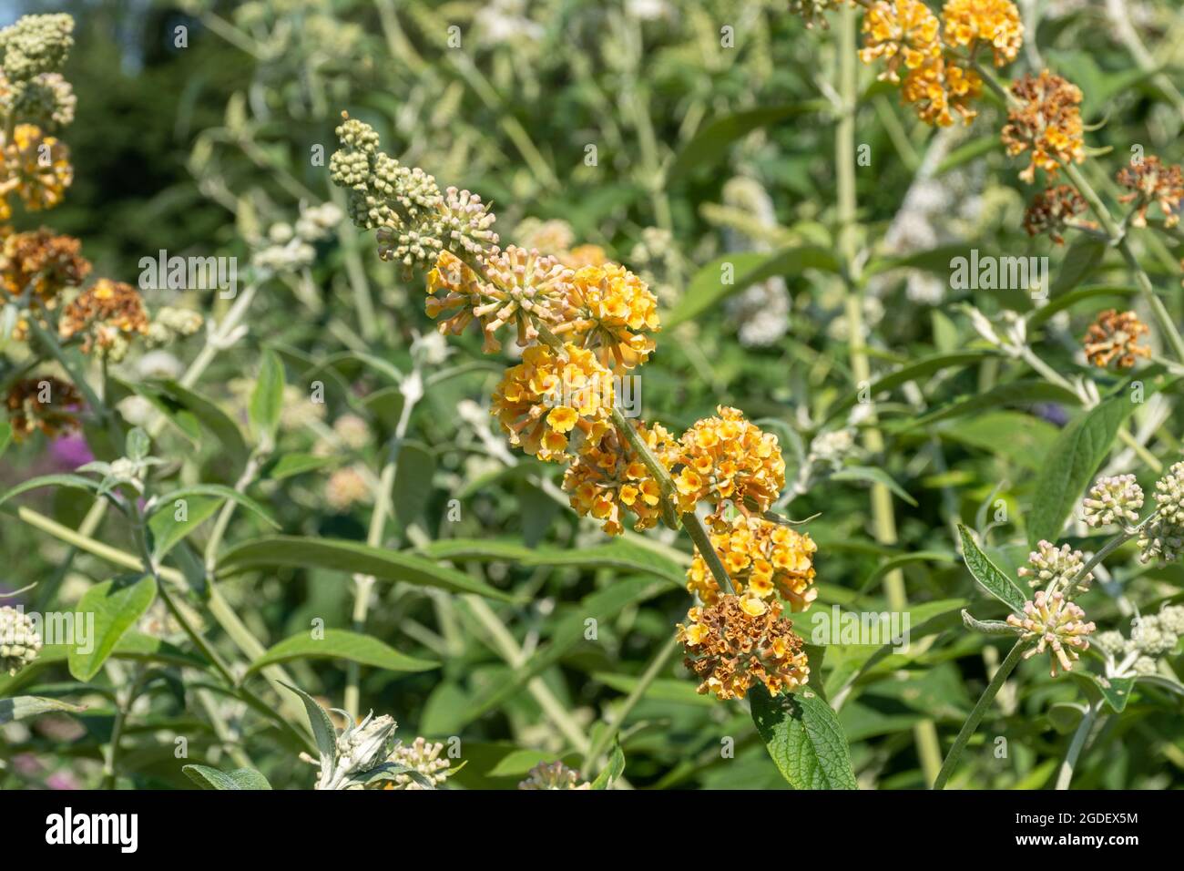 Buddleja x weyeriana Sungold (variété de la Buddleia), connu sous le nom de buisson de papillon, en fleur pendant août ou été, Royaume-Uni Banque D'Images