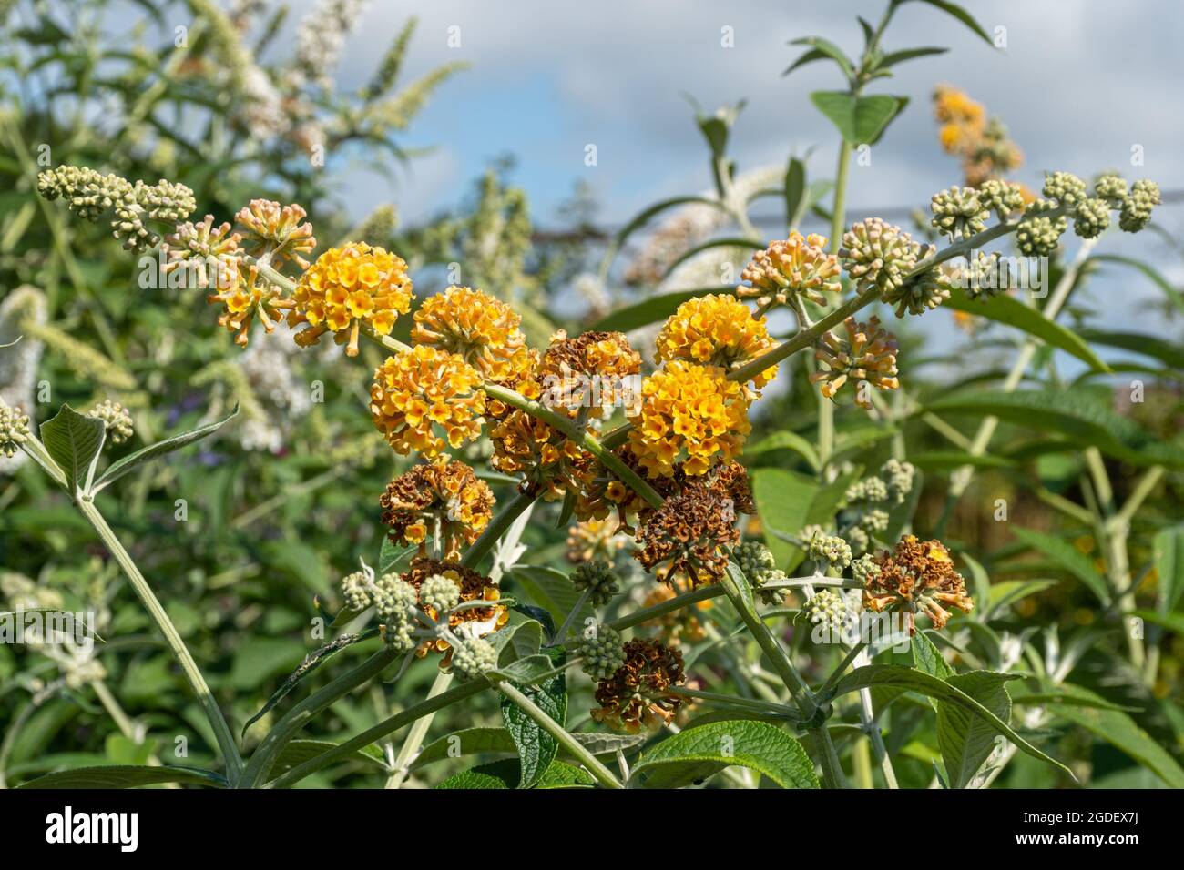 Buddleja x weyeriana Sungold (variété de la Buddleia), connu sous le nom de buisson de papillon, en fleur pendant août ou été, Royaume-Uni Banque D'Images