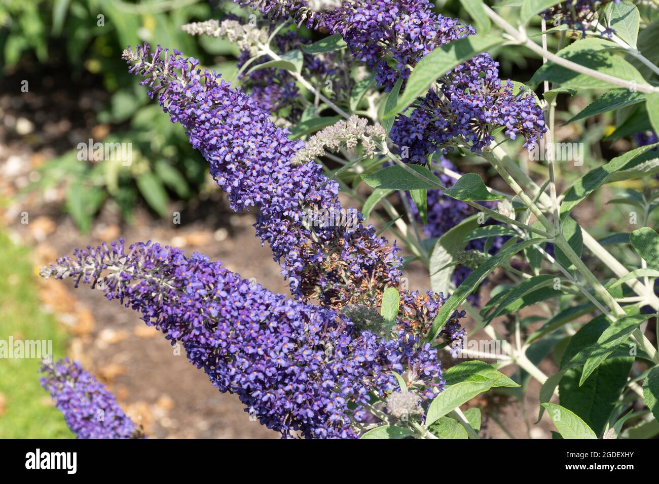 Buddleja davidi Shire Blue (variété de la Buddleia), connu sous le nom de buisson de papillon, en fleur pendant août ou été, Royaume-Uni Banque D'Images