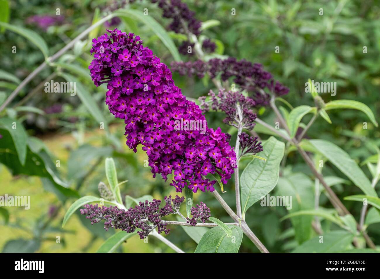 Buddleja davidi Rouge royal (variété de la Buddleia), connu sous le nom de buisson de papillon, en fleur pendant août ou été, Royaume-Uni Banque D'Images