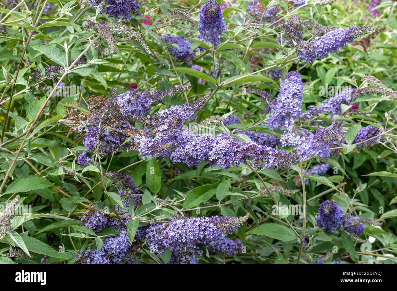 Buddleja davidi 'Buddleja House Blue' (variété de la Buddleia), connue sous le nom de buisson de papillon, en fleur en août ou en été, Royaume-Uni Banque D'Images