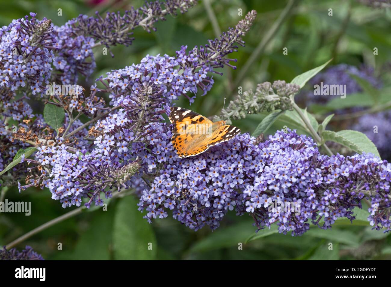 Buddleja davidi 'Buddleja House Blue' (variété de la Buddleia), connue sous le nom de buisson de papillon, en fleur pendant l'été, au Royaume-Uni, avec une dame peinte papillon Banque D'Images