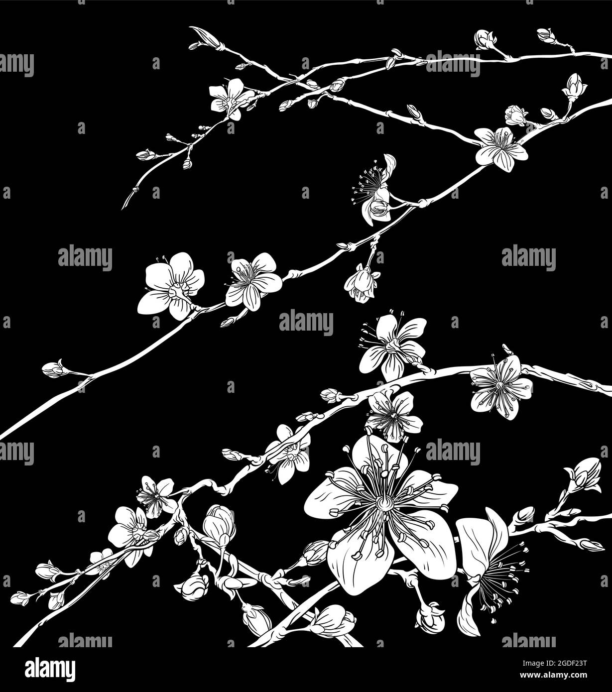 Imprimé fleuri de fleurs de cerisier japonais Sakura Illustration de Vecteur