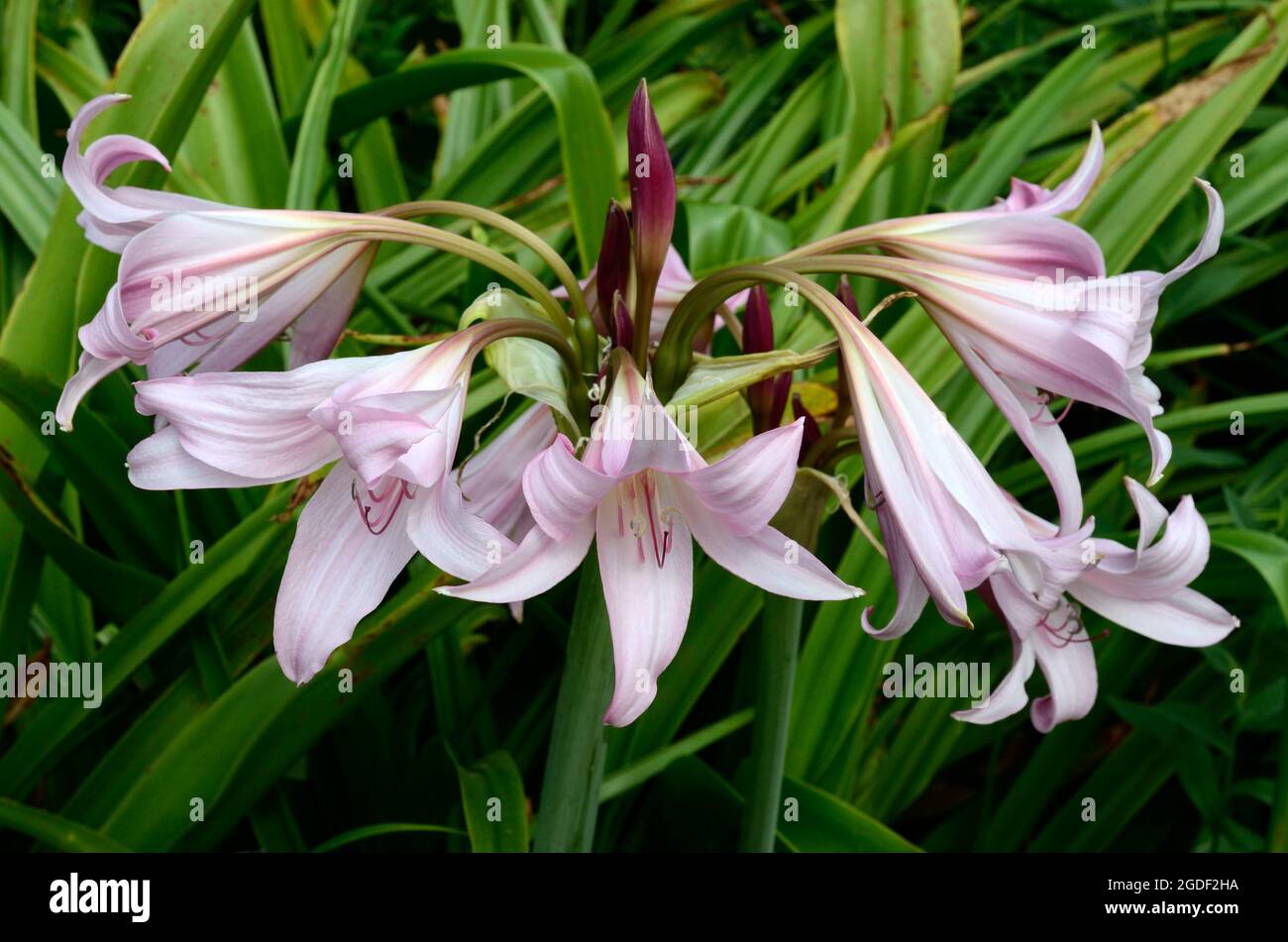 Crinum x pouwelli rosm fleurs Swamp Lily Banque D'Images