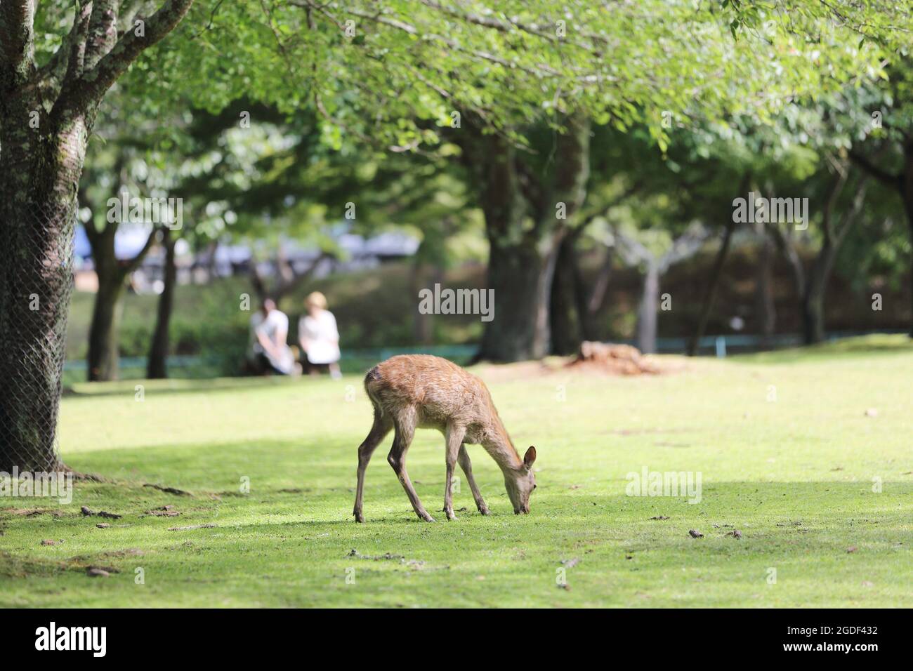 Cerf sauvage dans la ville de nara au Japon Banque D'Images