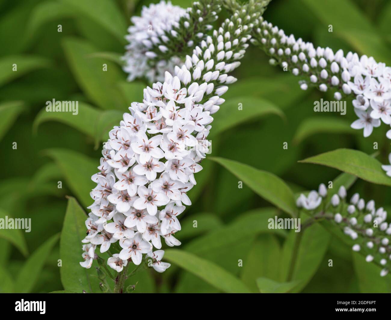 épi de fleur blanche Banque de photographies et d'images à haute résolution  - Alamy