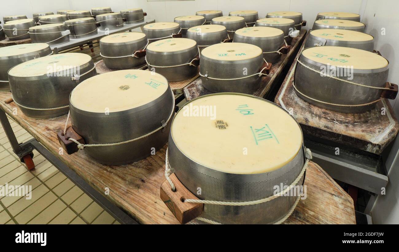 Prise de vue en grand angle de roues de parmesan frais dans un stockage de ferme laitière Banque D'Images