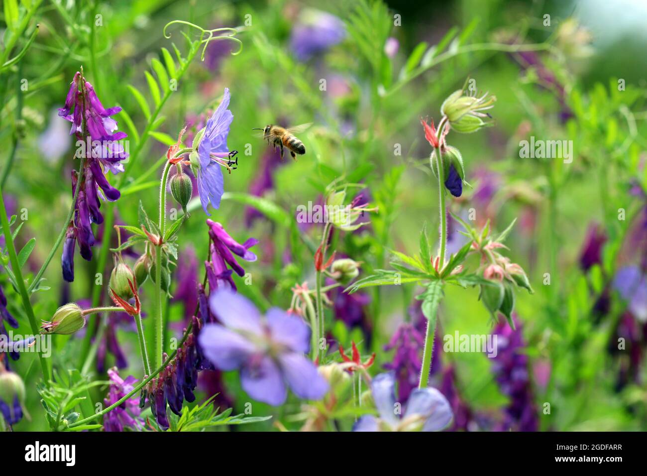 Le pré Cranesbill (Geranium pratense) pousse dans un pré de fleurs sauvages emmêlé avec de la vesce touffetée. Une abeille approche l'une des fleurs de géranium. Banque D'Images