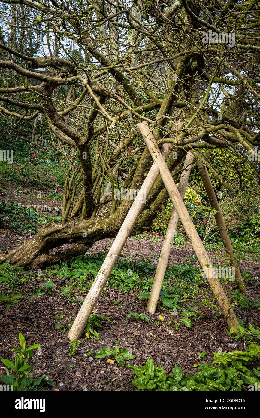 Un arbre en bois d'acier mature Parrotia persica endommagé dans les vents élevés soutenu par des supports en bois dans les jardins de Trenance à Newquay dans les Cornouailles. Banque D'Images