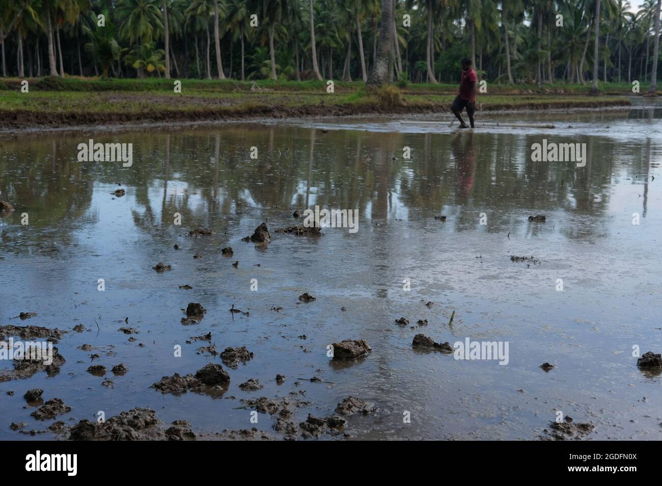 Terres agricoles remplies d'eau pour la culture de plants de riz Banque D'Images