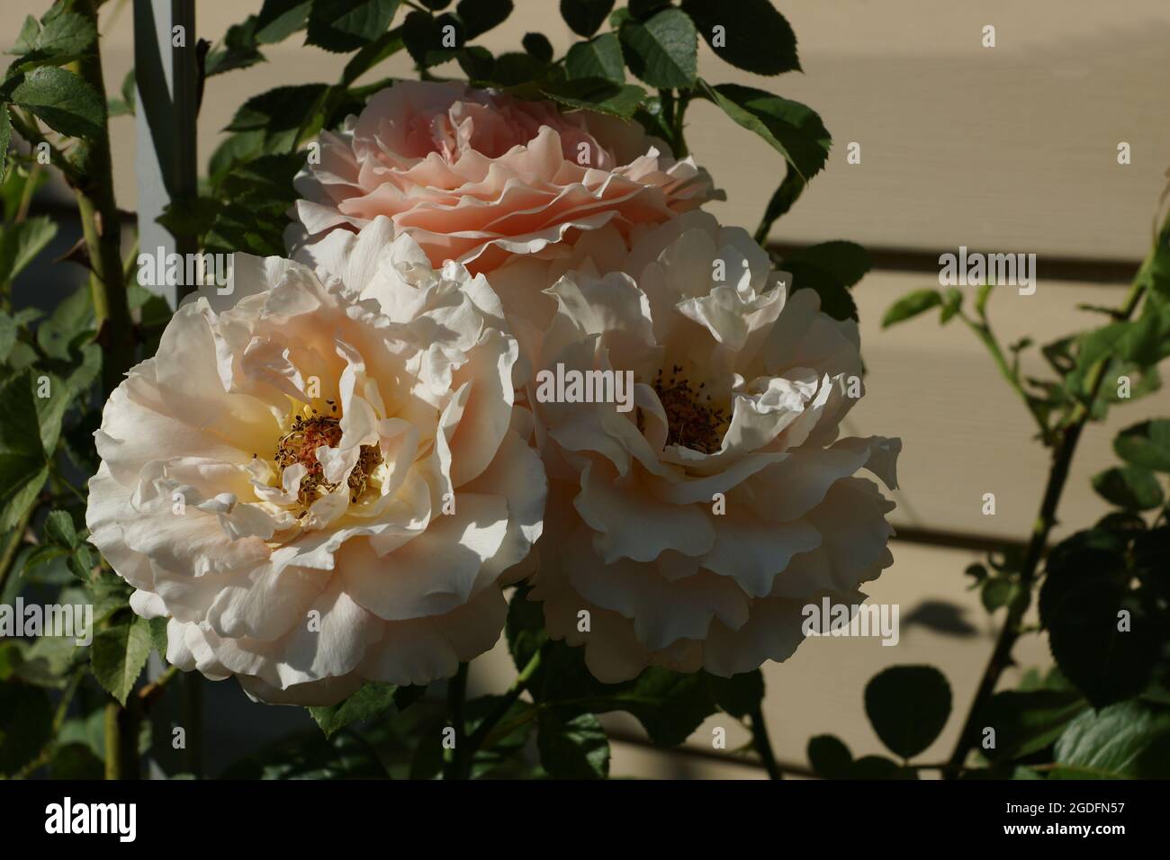 Des roses crème délicates fleurissent dans le jardin. Polka à fleurs roses. Belles roses doubles près de la maison. Banque D'Images
