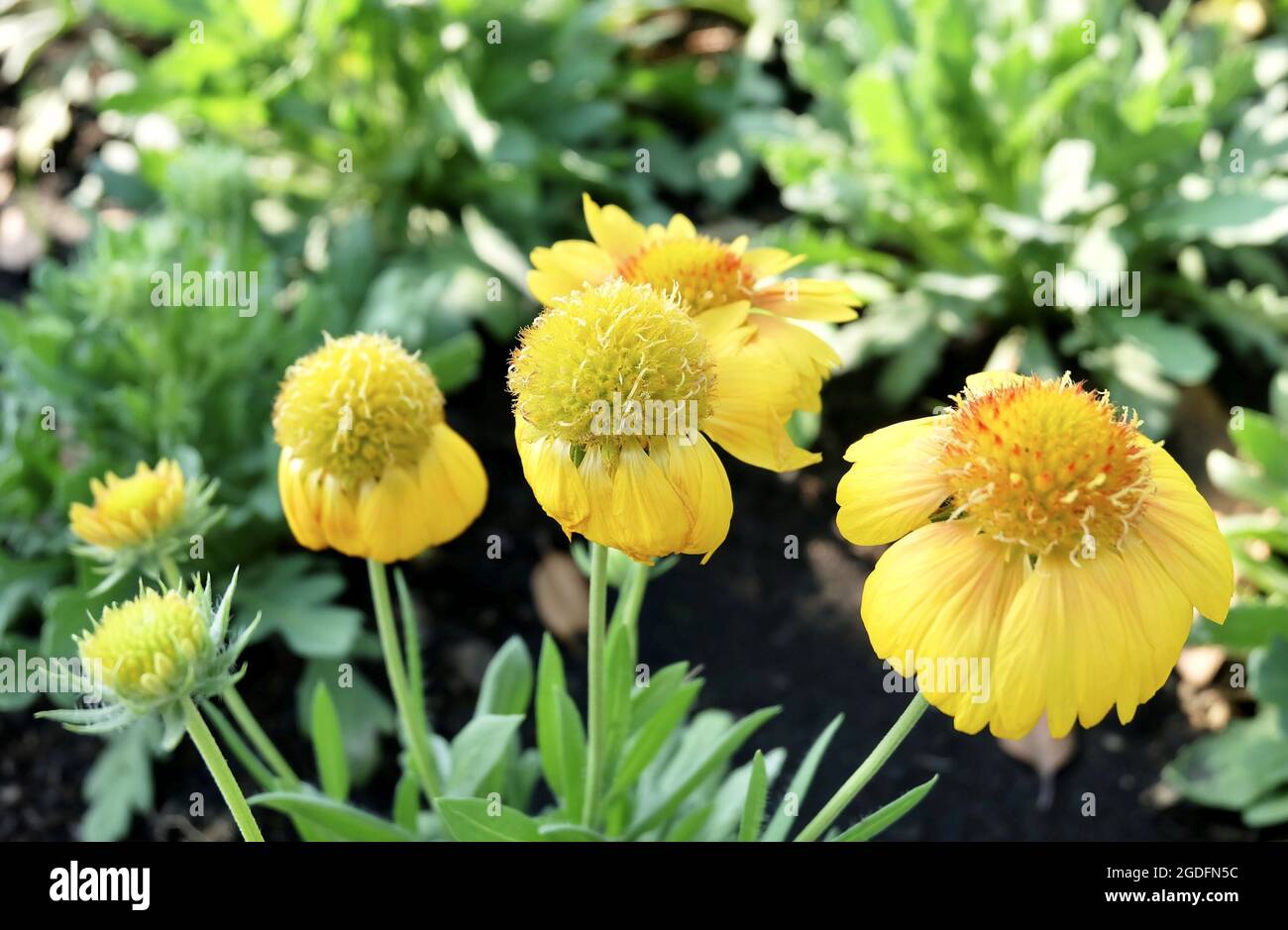 Fleurs et plantes à base de plantes, Groupe de fleurs de Calendula ou Marigold dans UN jardin. Utilisé pour les produits à base de plantes et de cosmétiques. Banque D'Images