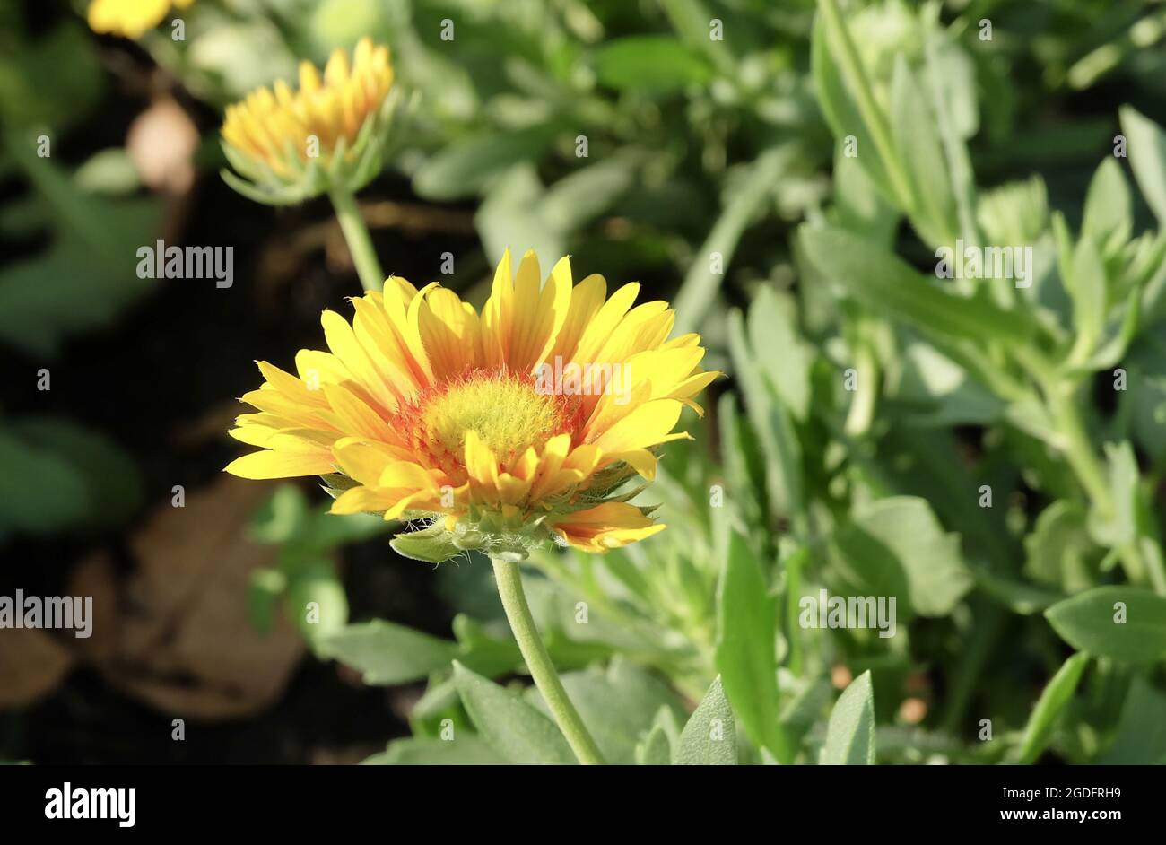 Fleurs et plantes à base de plantes, Groupe de fleurs de Calendula ou Marigold dans UN jardin. Utilisé pour les produits à base de plantes et de cosmétiques. Banque D'Images