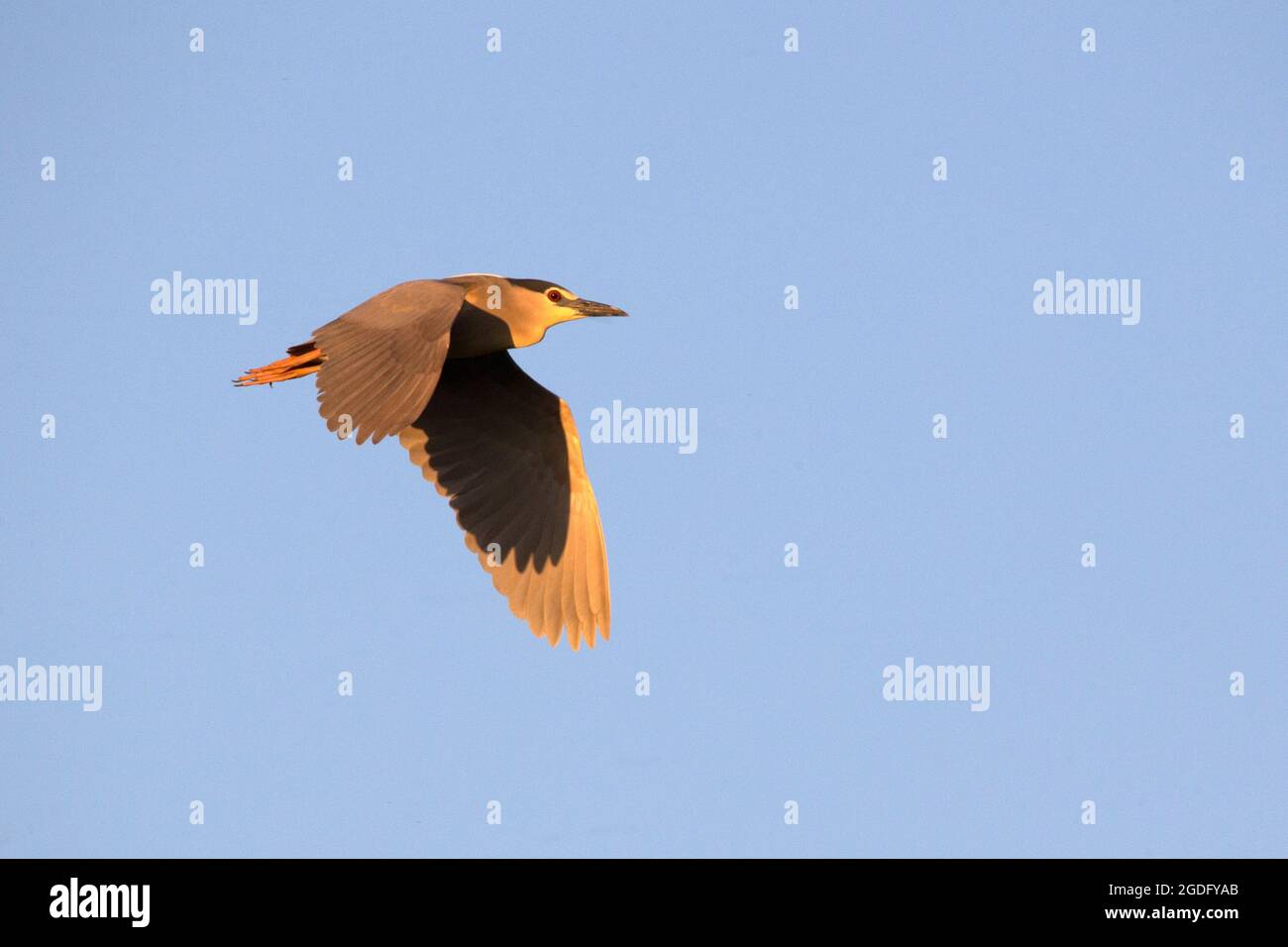 Bihoreau gris en vol Banque D'Images