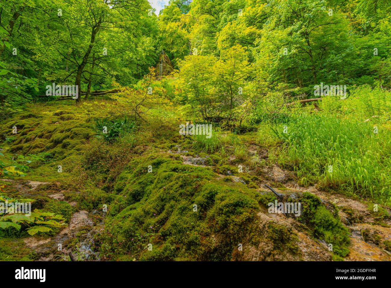 Biosphärengebiet Schwäbische Alb, Bade-Wurtemberg, Allemagne du Sud, Europe Banque D'Images