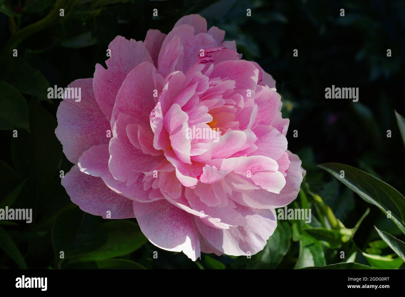 Pivoine le fauve. Fleur de pivoine rose double. Belle pivoine rose fleurit dans le jardin. Banque D'Images