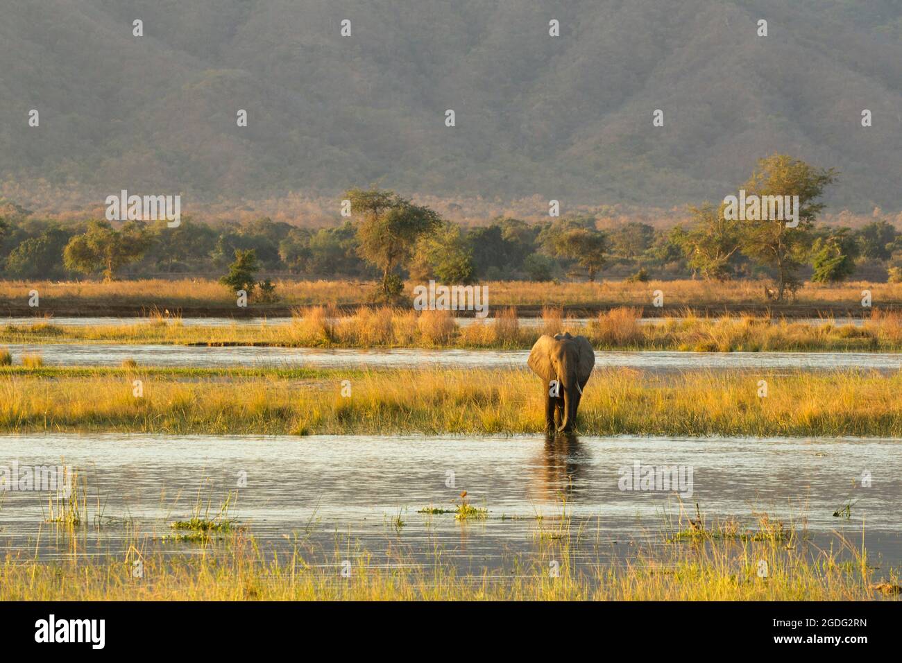 Elephant (Loxodonta africana), Mana Pools, Zimbabwe Banque D'Images