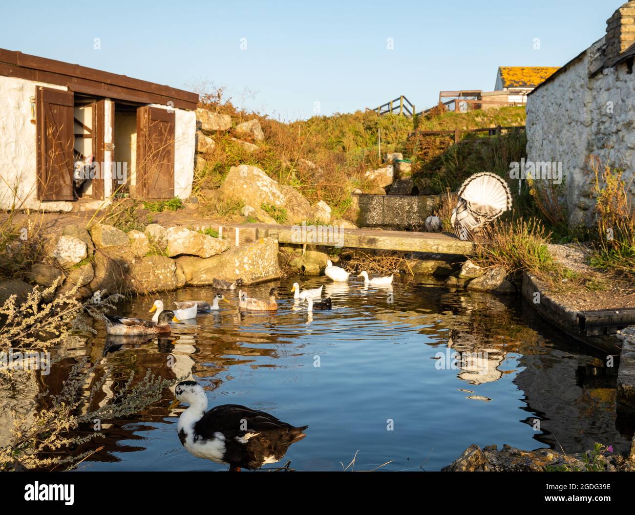 Canards de chemin indiens sur et autour de l'étang à Greeb Farm, Land's End, Cornwall Banque D'Images