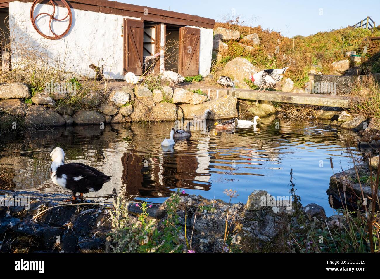 Canards de chemin indiens sur et autour de l'étang à Greeb Farm, Land's End, Cornwall Banque D'Images