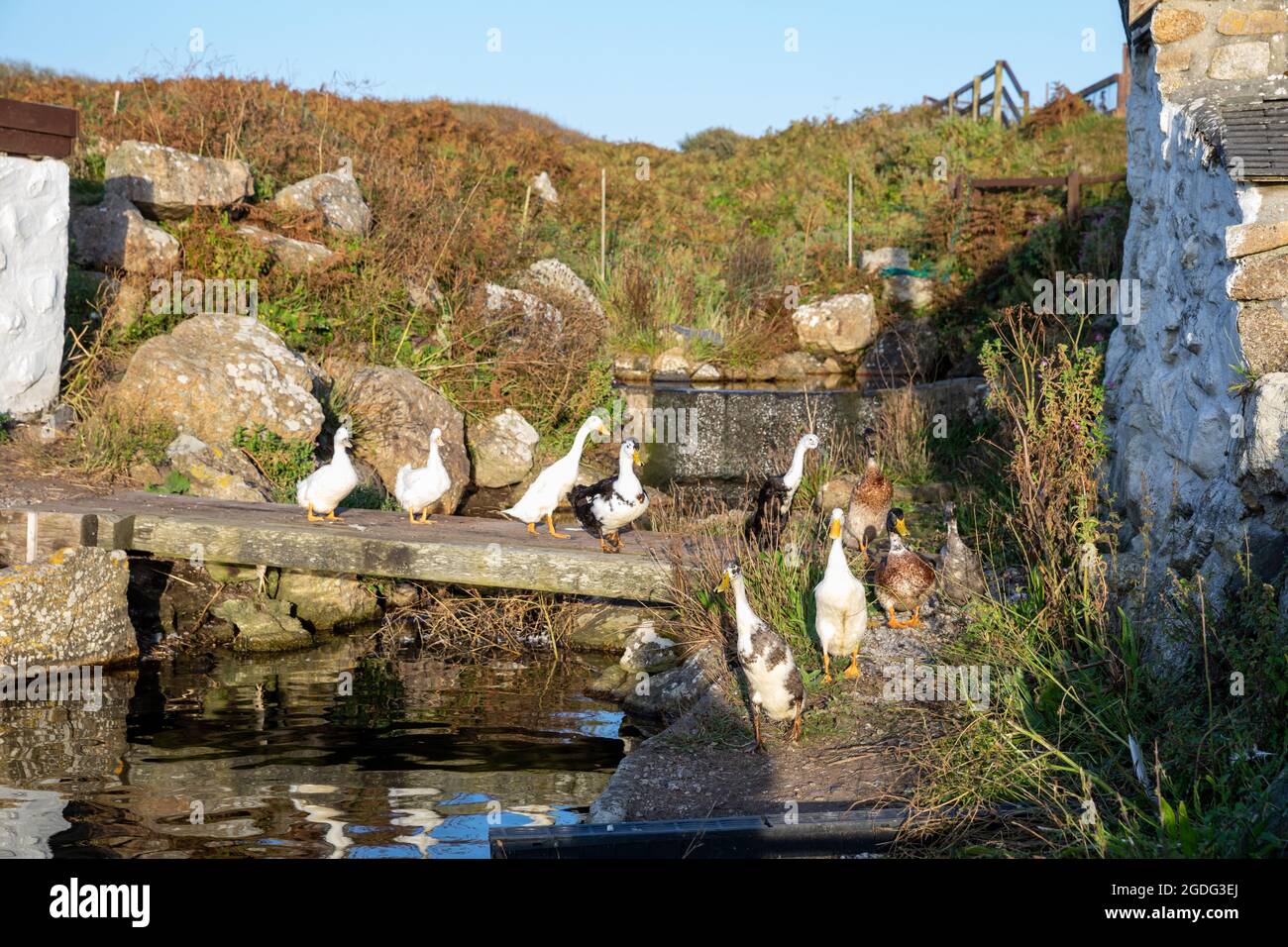 Canards de chemin indiens sur et autour de l'étang à Greeb Farm, Land's End, Cornwall Banque D'Images